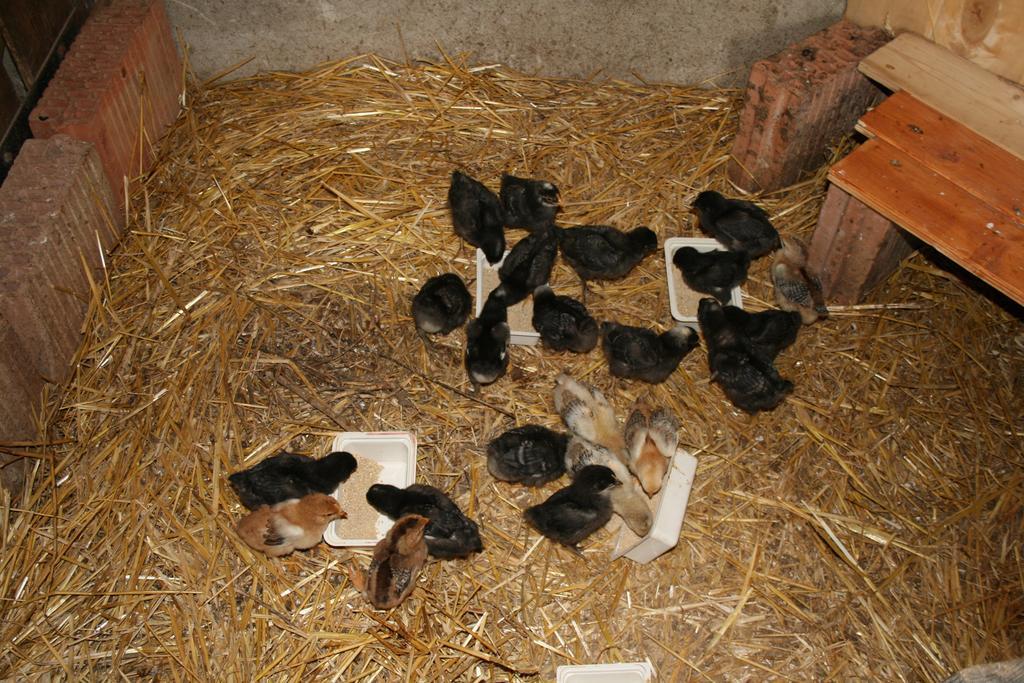 Penzion Malomdulo Farmhaz Pilisborosjenő Exteriér fotografie