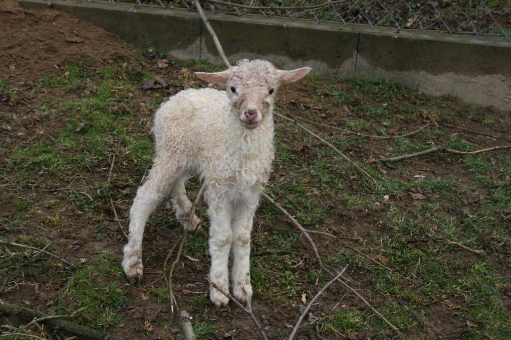 Penzion Malomdulo Farmhaz Pilisborosjenő Exteriér fotografie