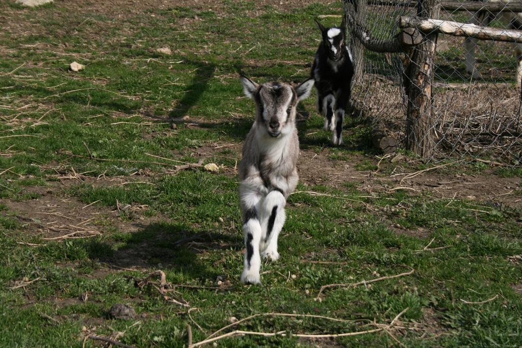 Penzion Malomdulo Farmhaz Pilisborosjenő Exteriér fotografie