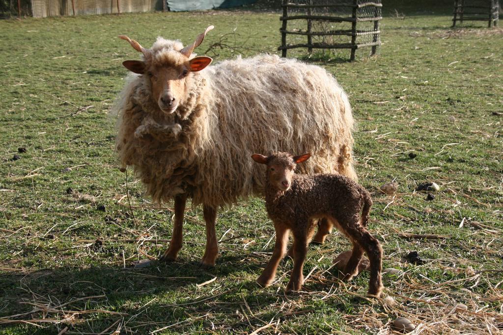 Penzion Malomdulo Farmhaz Pilisborosjenő Exteriér fotografie