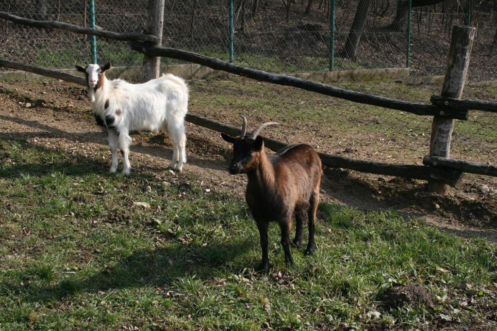 Penzion Malomdulo Farmhaz Pilisborosjenő Exteriér fotografie