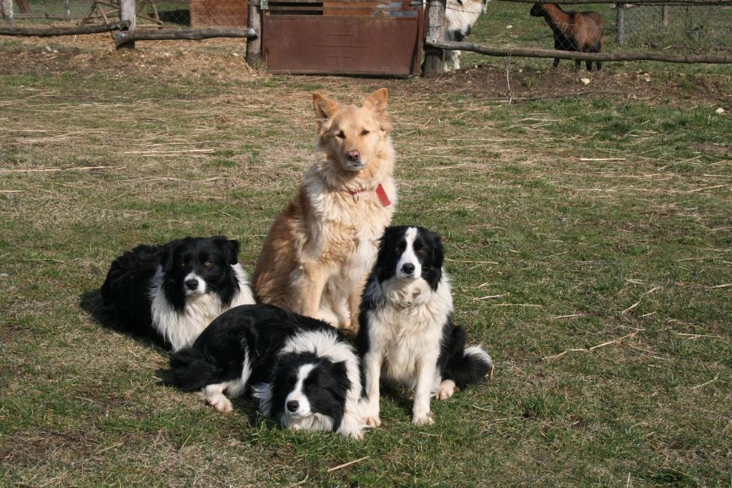 Penzion Malomdulo Farmhaz Pilisborosjenő Exteriér fotografie